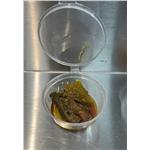 Indian Pickles 2 oz. 